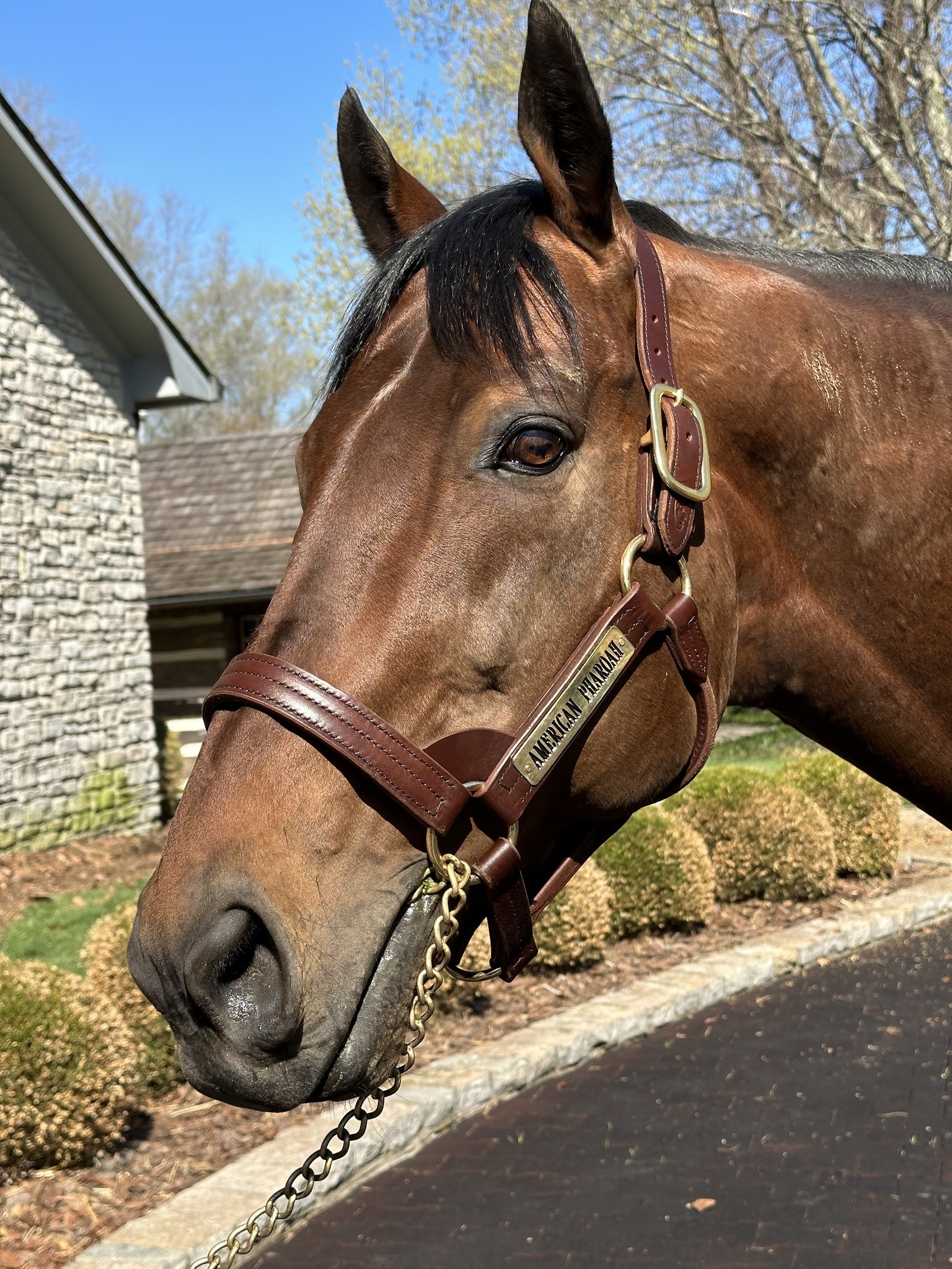 Leather Halter Stallion Sale