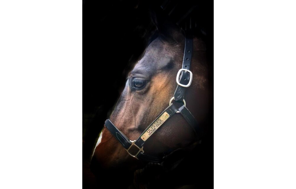Black Turnout Halter