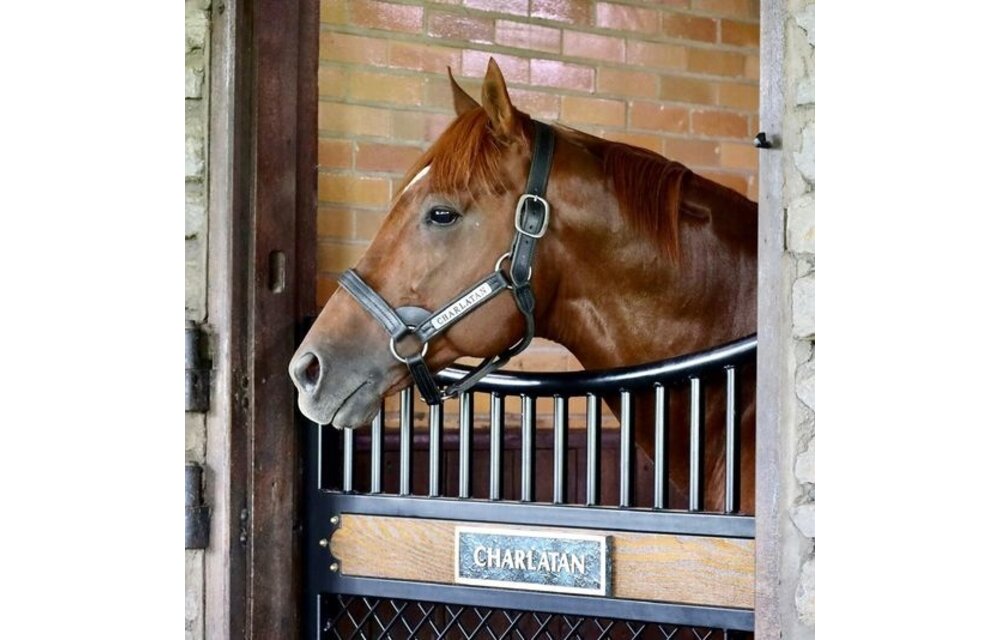 Leather Halter Stallion Sale