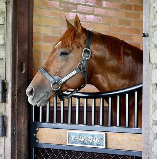 Brown Turnout Halter - Quillin Leather & Tack, Inc