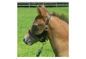 Newborn / Quarter Horse Figure 8