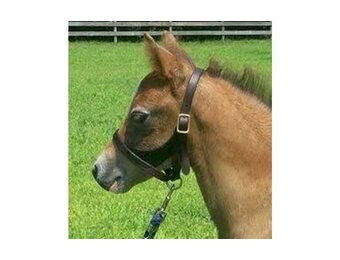 Newborn / Quarter Horse Figure 8