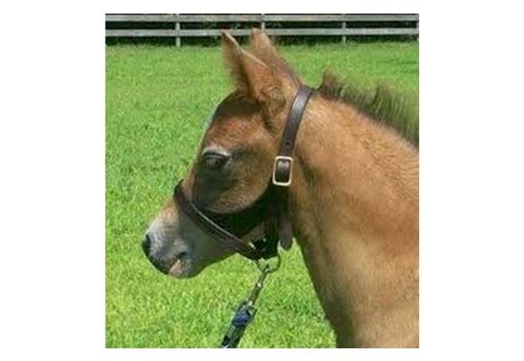 Figure 8 Foal & Newborn Turnout Halters | Quillin Leather