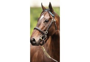 Stallion Bridle/ Jonabell Custom