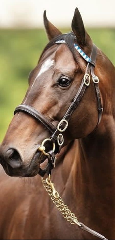 Stallion Bridle/ Jonabell Custom - Quillin Leather & Tack, Inc