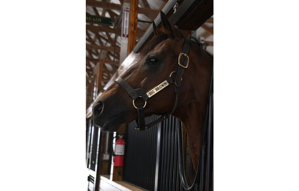 Leather Halter Stallion Sale