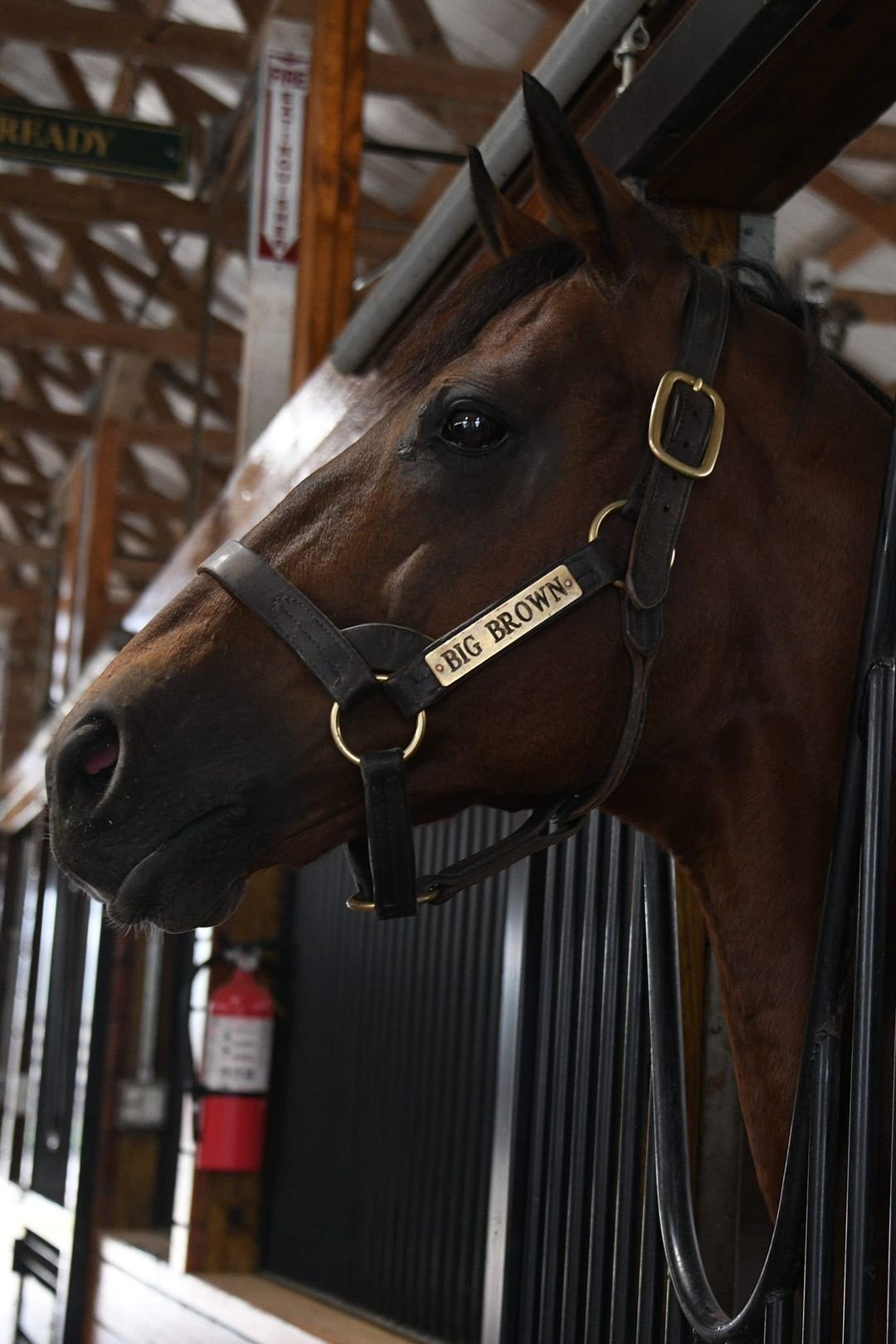 Leather Halter Stallion Sale