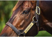 Leather Halter Stallion Sale