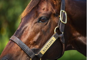 Leather Halter Stallion Sale