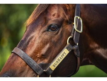 Leather Halter Stallion Sale