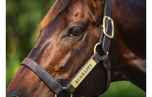 Leather Halter Stallion Sale