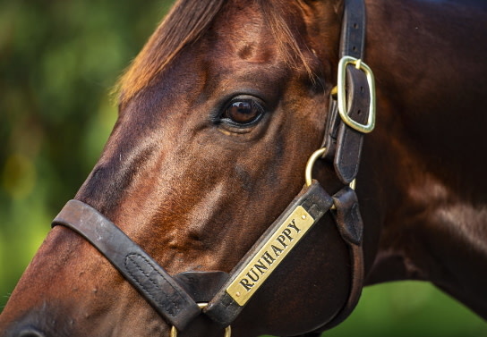 Leather Halter Stallion Sale