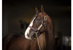 Claiborne Stallion Sale Halter Brown Large DB/EC/MC