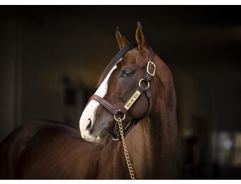Claiborne Stallion Sale Halter Brown Large DB/EC/MC