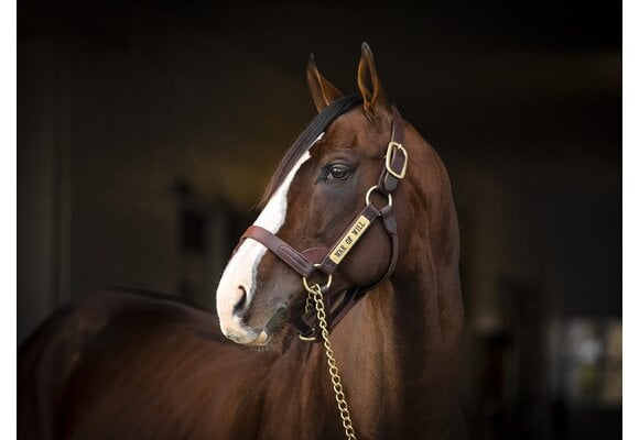 Claiborne Stallion Sale Halter Brown Large DB/EC/MC