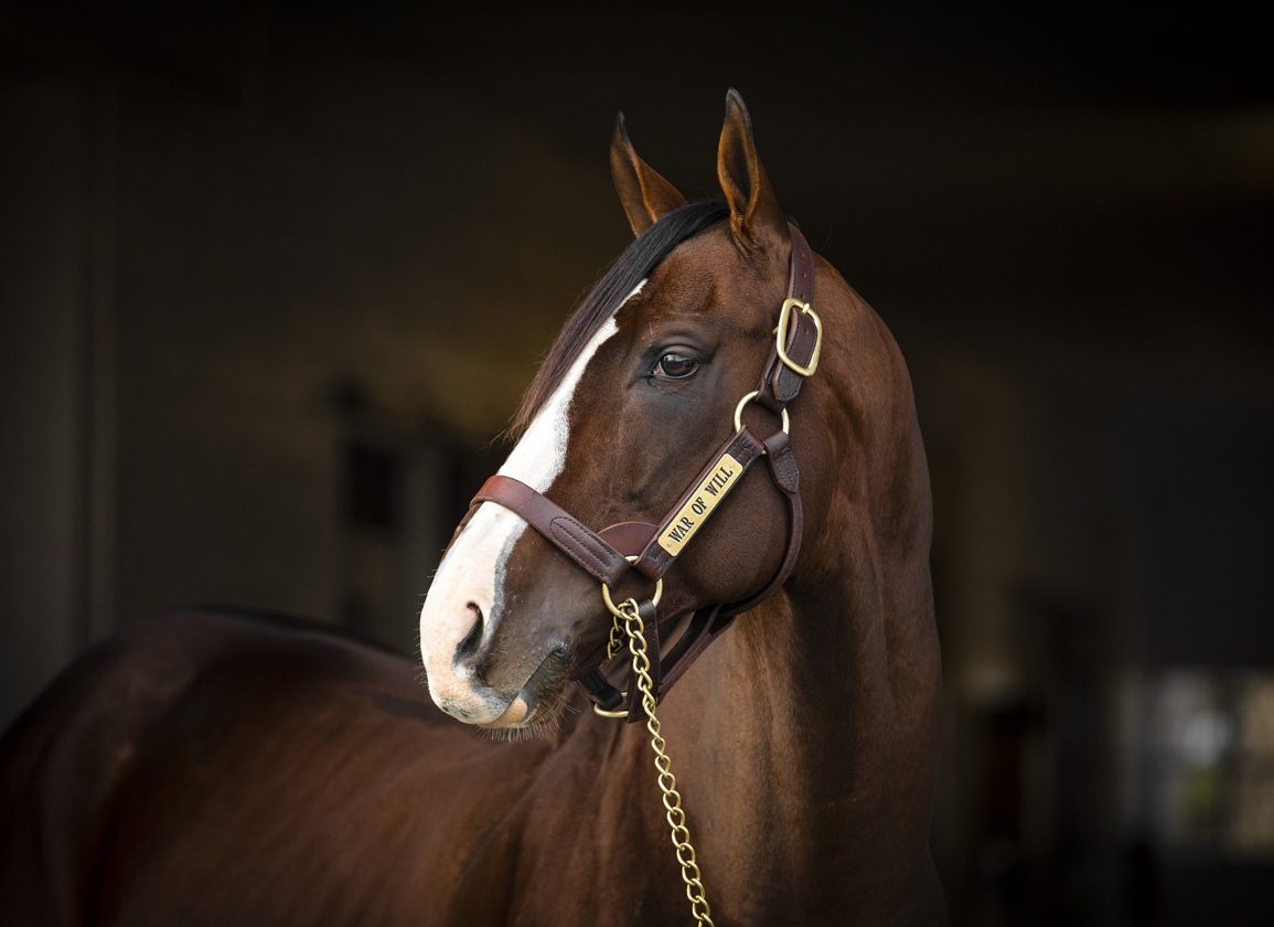 Claiborne Stallion Sale Halter Brown Large DB/EC/MC