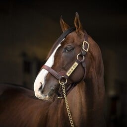 warfront standing at claiborne farm, paris KY