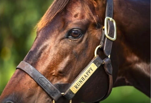 Quillin custom leather halters for claiborne farm runhappy