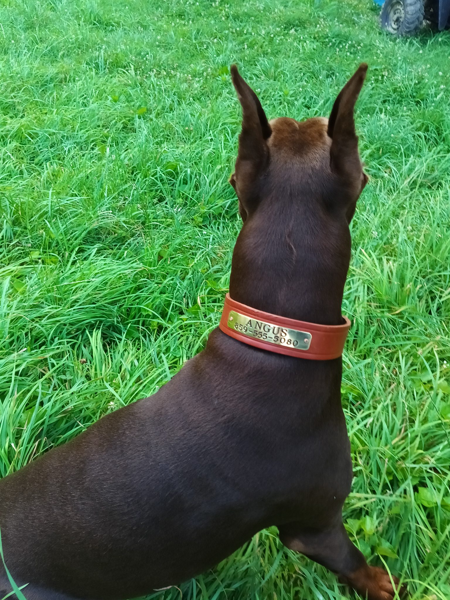 Quillin Dog Collars Are Exceprional