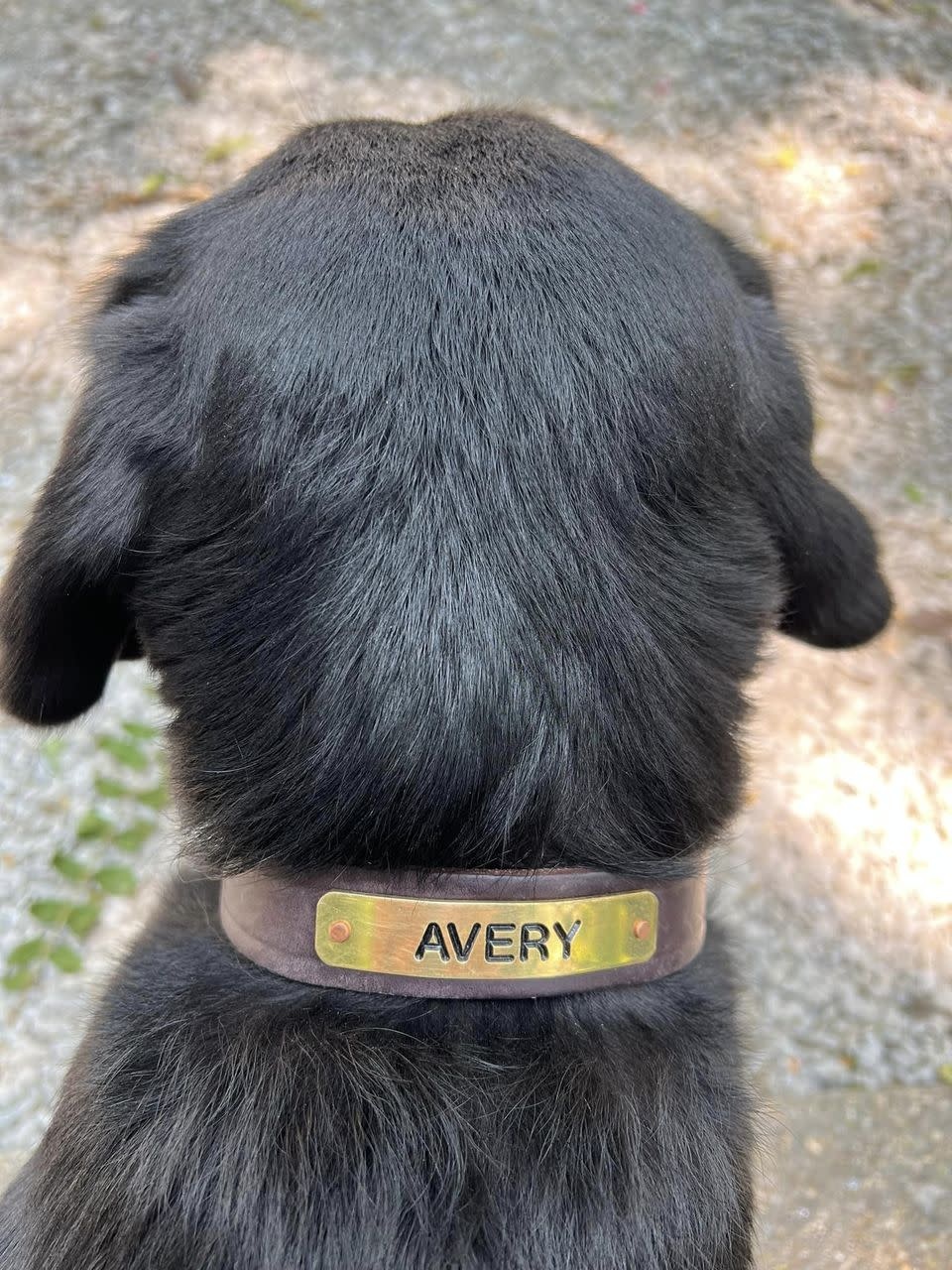Collar/Flat Dog 5/8 or 7/8" - 1 line