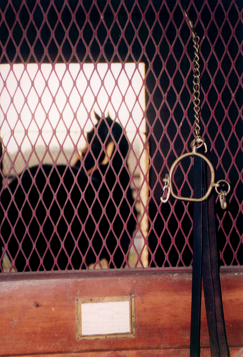 Why Quillin Hand Crafted Halters?