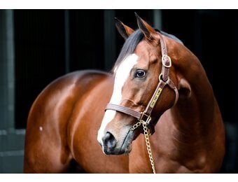 Kentucky Sale Halter