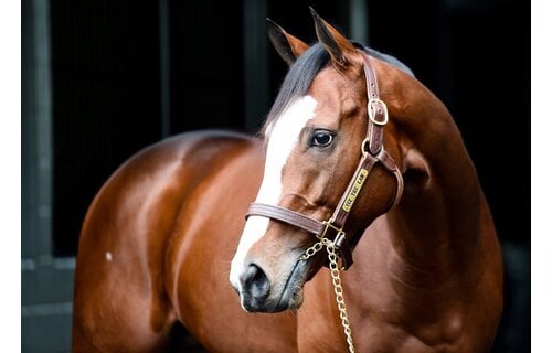Kentucky Sale Halter