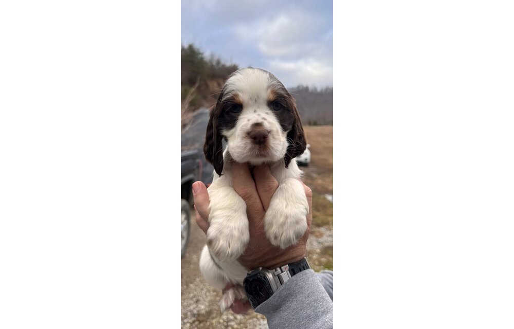 Collar/Flat Dog 5/8 or 7/8" - 1 line