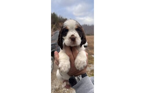 Collar/Flat Dog 5/8 or 7/8" - 1 line