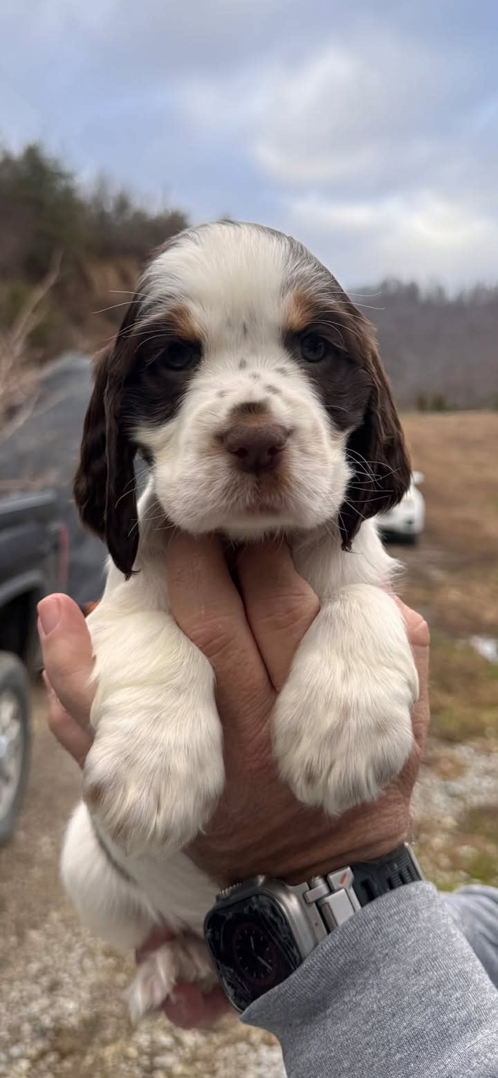 Collar/Flat Dog 5/8 or 7/8" - 1 line