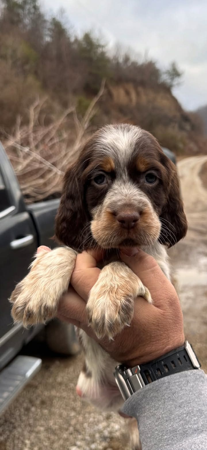 Collar/Flat Dog 5/8 or 7/8" - 1 line