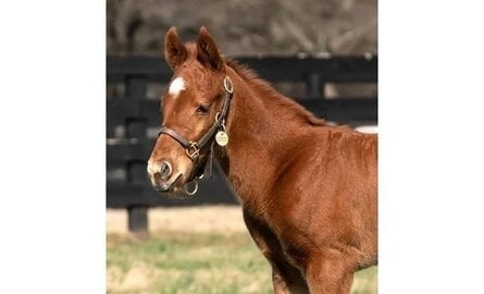Quillin VS Coop Foal Halters