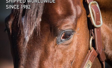 Kentucky heritage halters