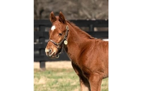 Foal Halters Save 20%