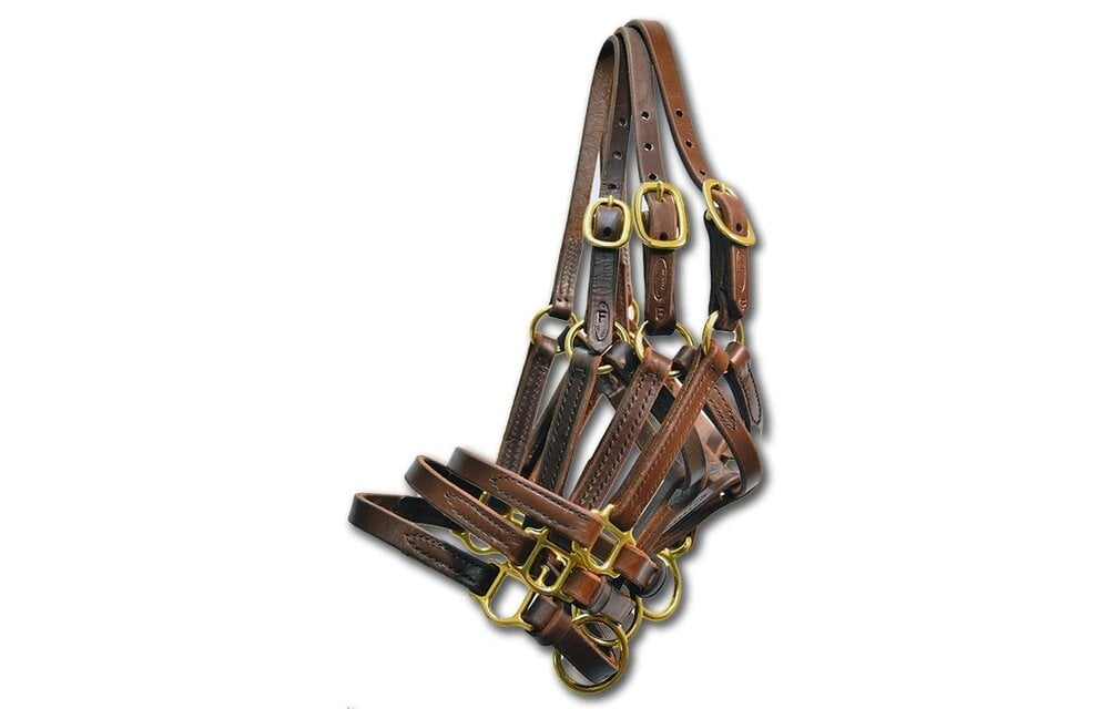 foal halter from quillin