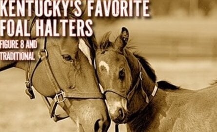 Kentucky Heritage Newborn and Foal Halters - Figure 8 of Traditional Style