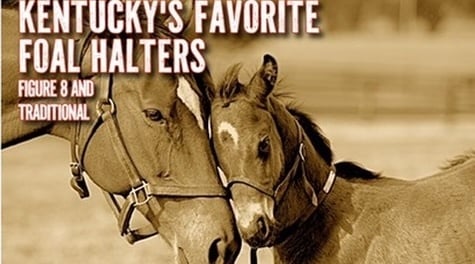Kentucky Heritage Newborn and Foal Halters - Figure 8 of Traditional Style