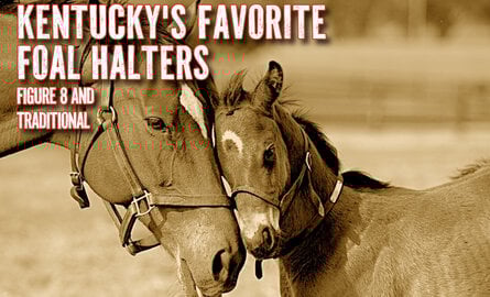 Figure 8 Foal halters from Quillin Leather - Calf Halter