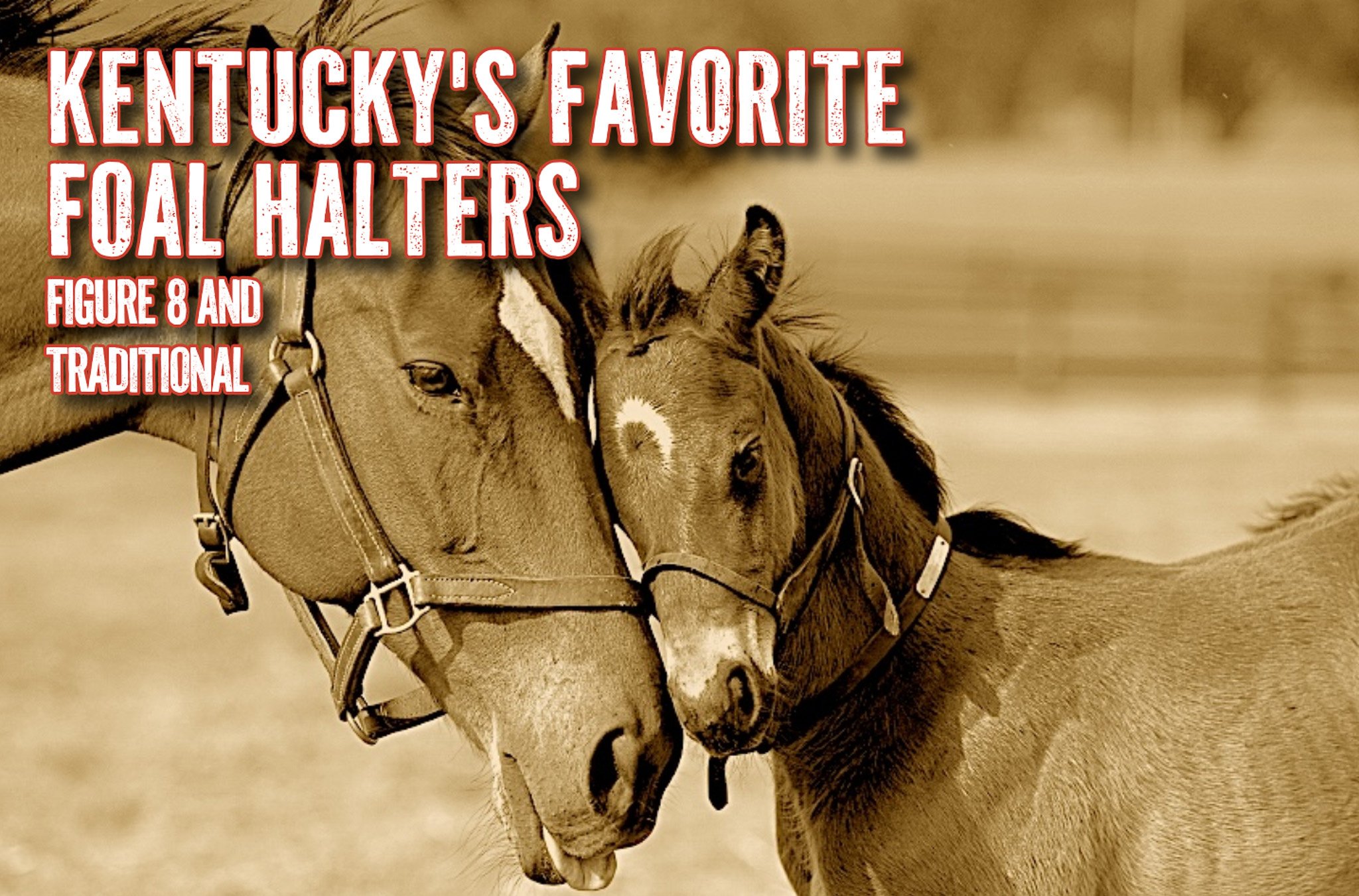 Figure 8 Foal halters from Quillin Leather - Calf Halter