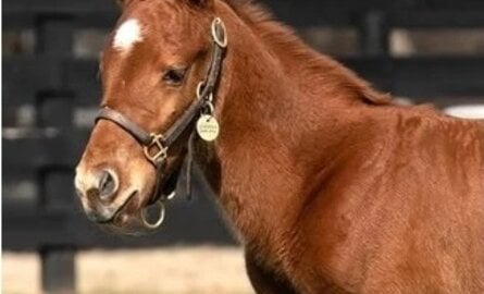 Quillin Figure 8 of Traditional foal halter - which is right