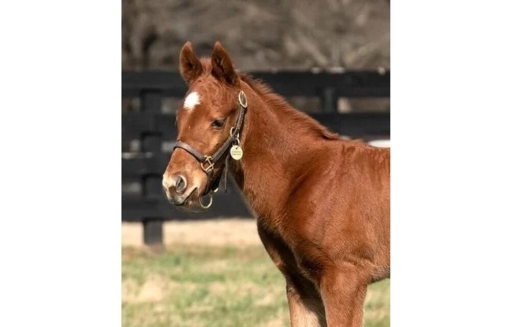 Newborn & Foal Halter