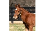 Foal Halter