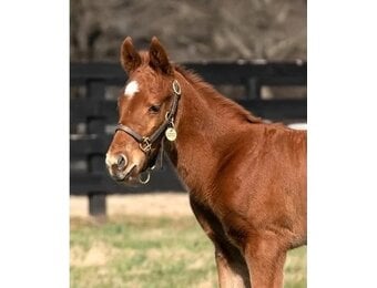 Foal Halter