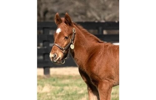 Newborn & Foal Halter