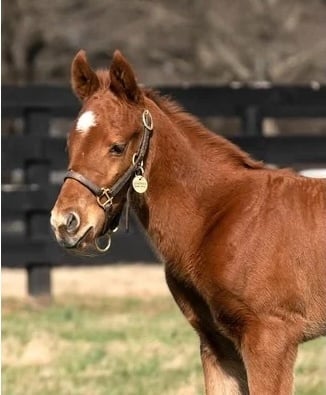 Newborn & Foal Halter