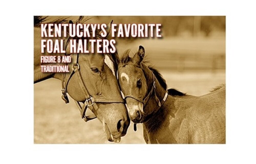 Newborn & Foal Halter