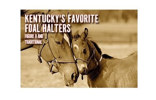 Newborn & Foal Halter