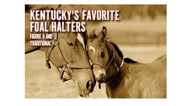 Newborn & Foal Halter