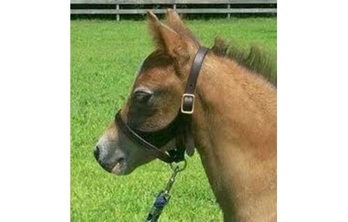 Newborn & Foal Halter