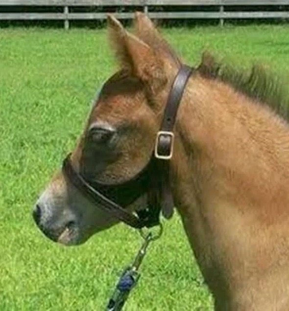 Newborn & Foal Halter